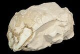 Unprepped Oreodont (Leptauchenia) Skull - South Dakota #192517-1